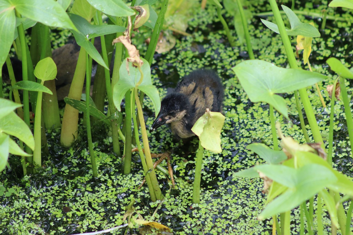 Purple Gallinule - William Hughes