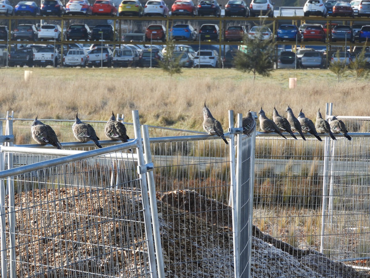 Crested Pigeon - Anonymous