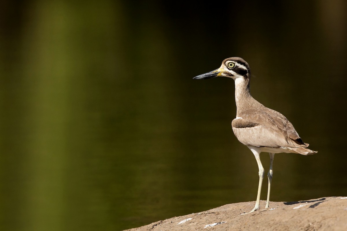 Great Thick-knee - ML352763261