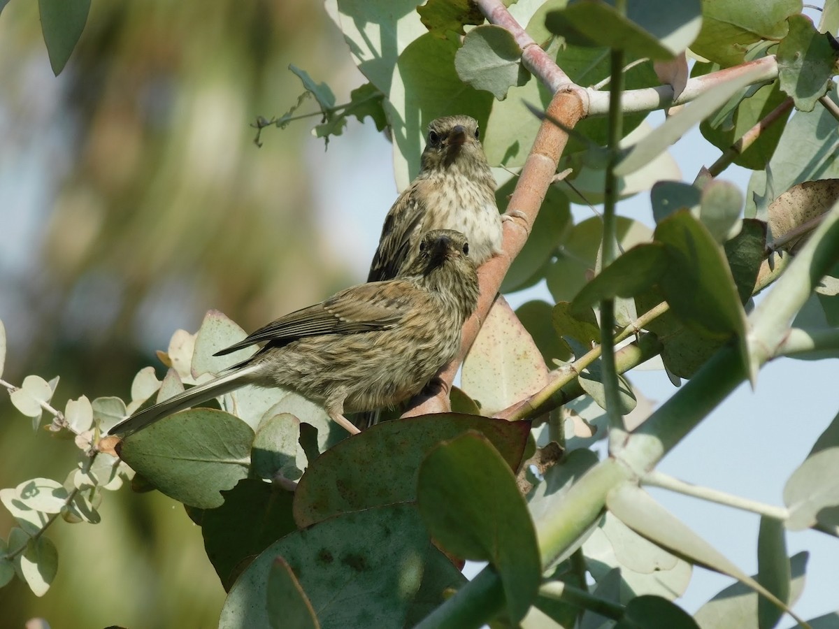 vinterjunko (oreganus gr.) - ML352763371