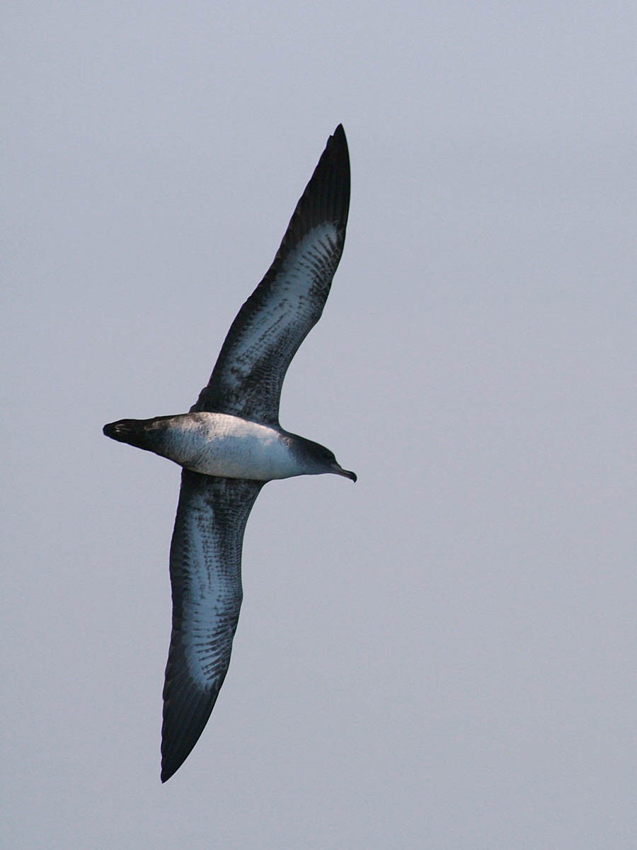 Pink-footed Shearwater - ML35276341