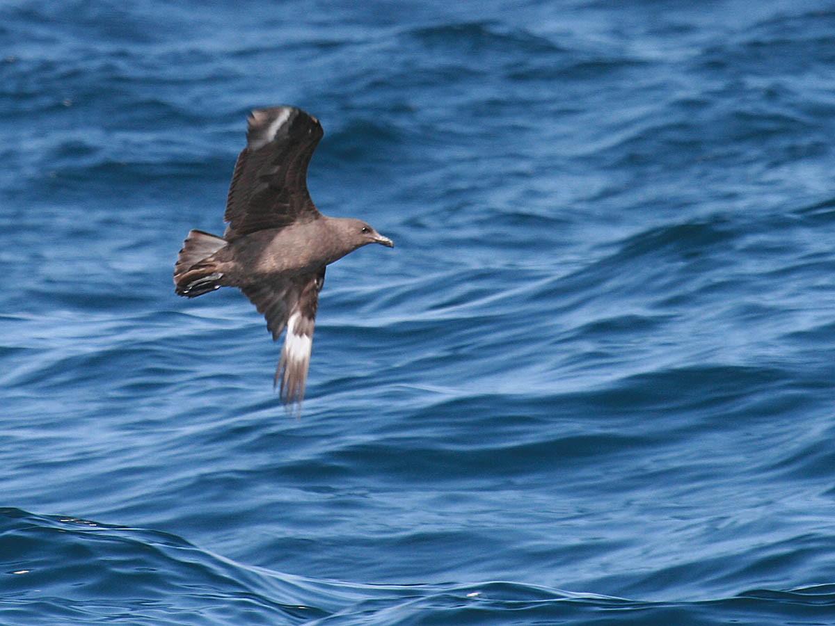 South Polar Skua - ML35276381