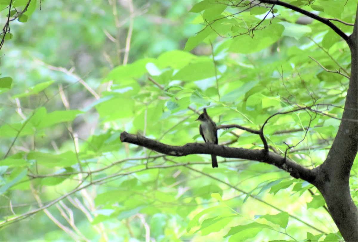 Eastern Wood-Pewee - ML352763871