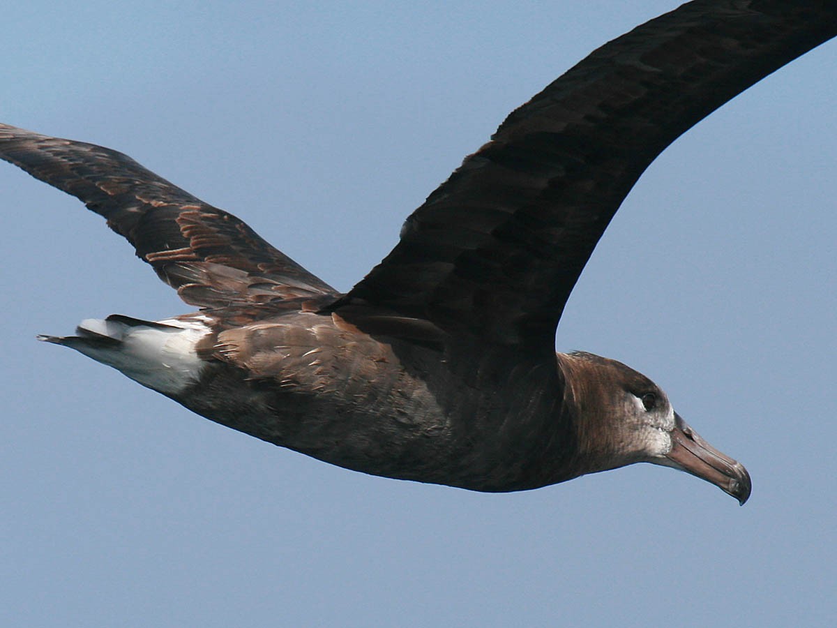 Albatros à pieds noirs - ML35276531