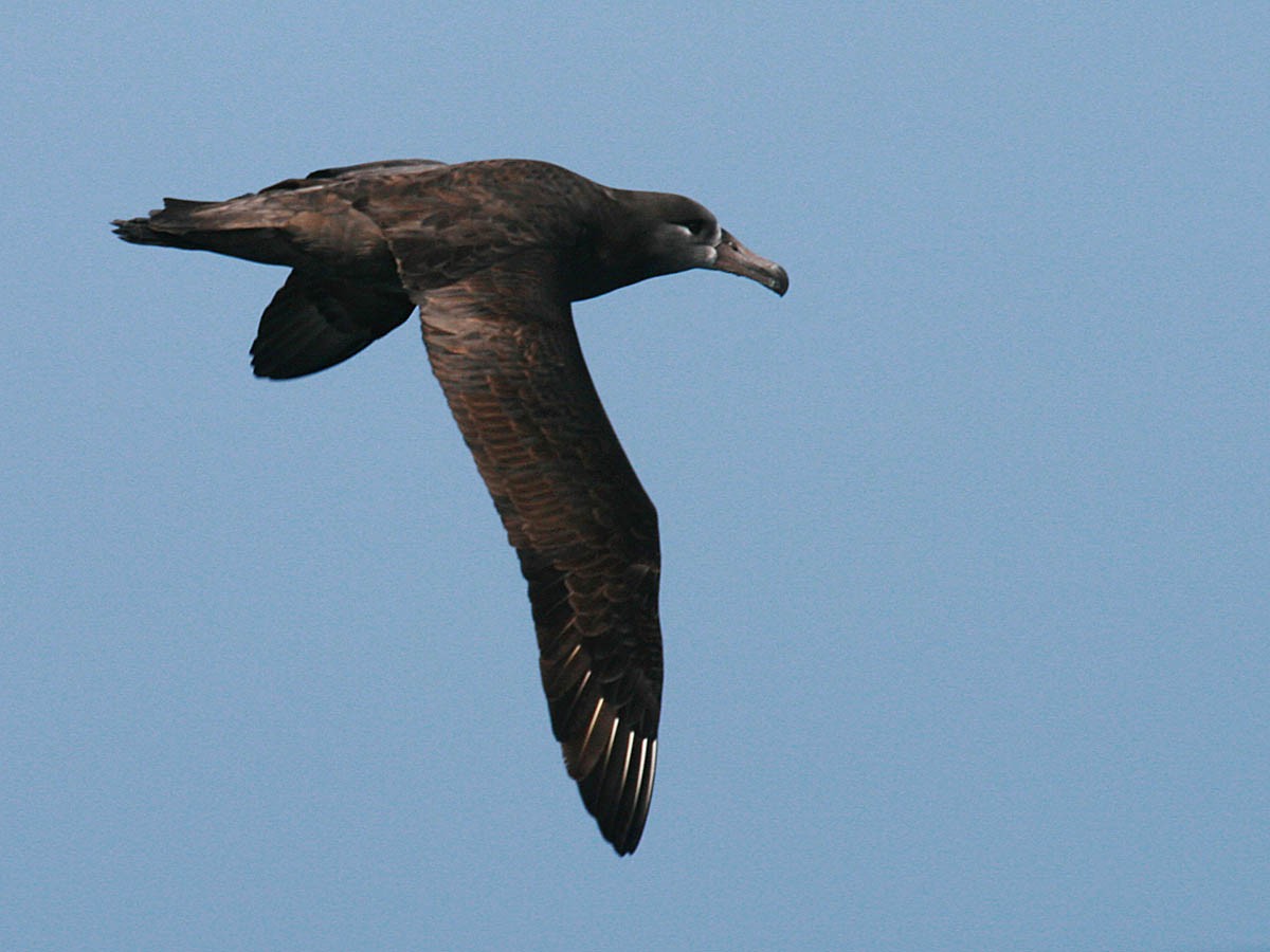 Albatros à pieds noirs - ML35276541