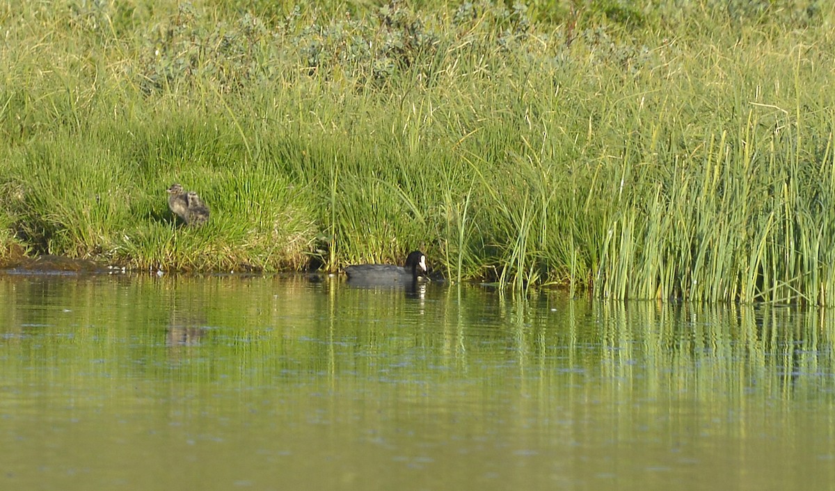 Eurasian Coot - ML352766241