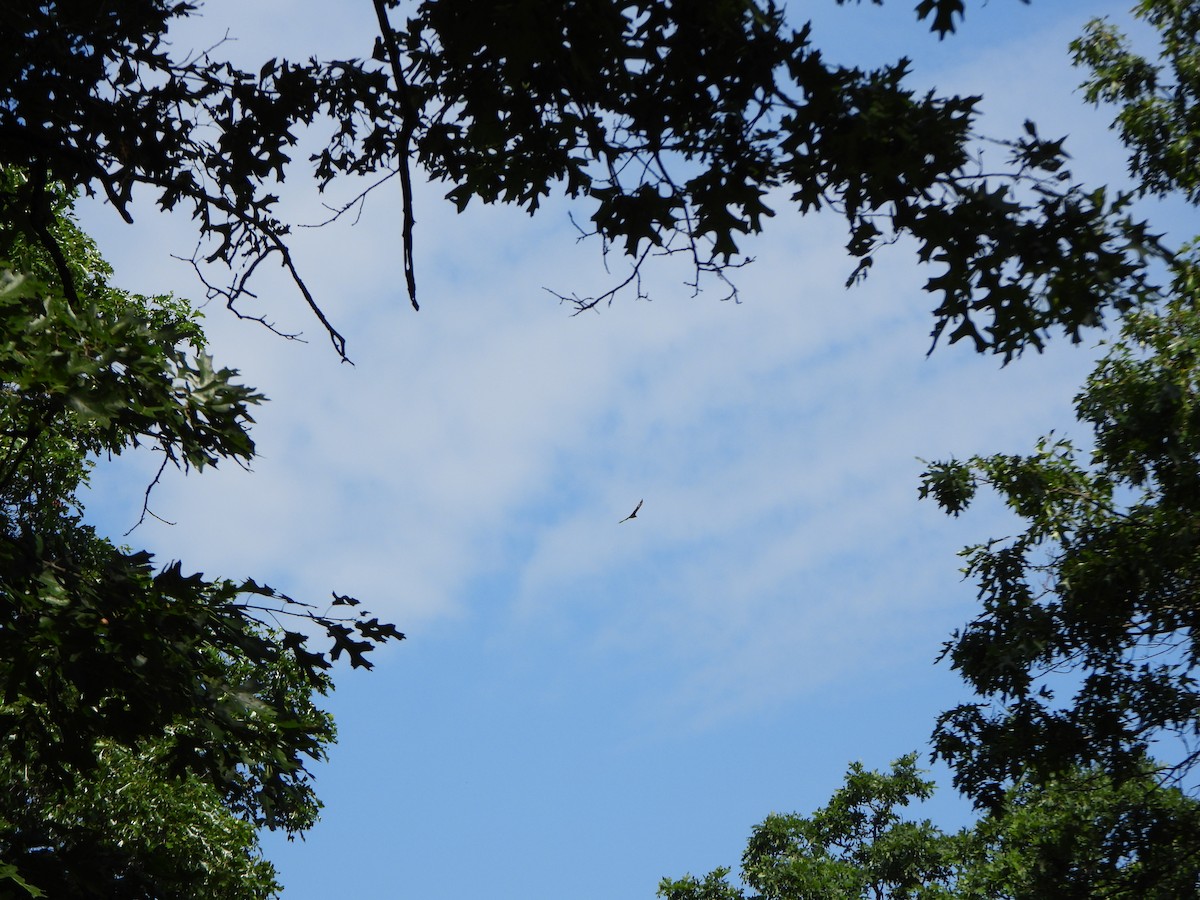 Turkey Vulture - ML352766511