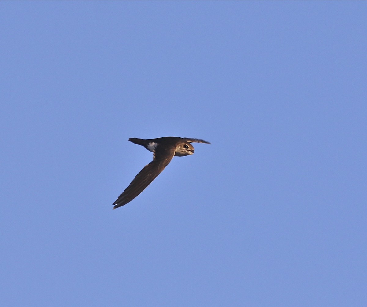 White-throated Swift - Pair of Wing-Nuts