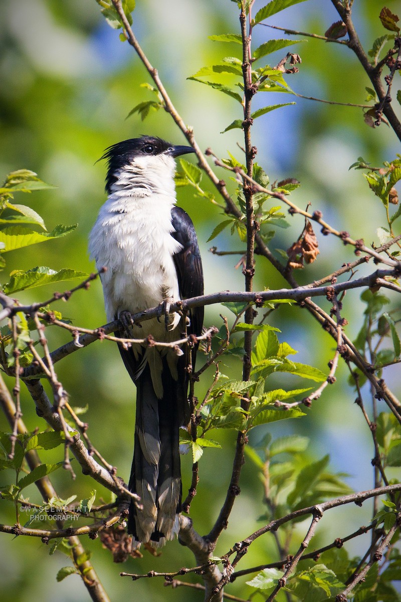 Pied Cuckoo - ML352768141