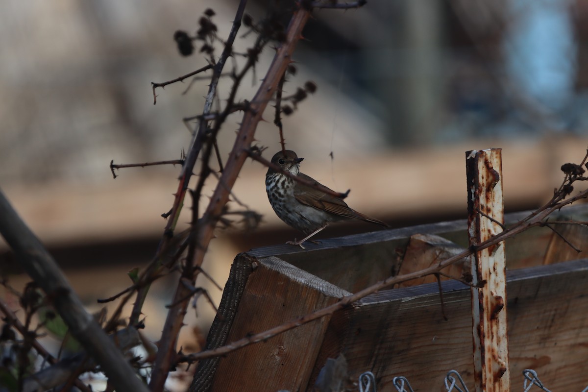 Hermit Thrush - ML352768601