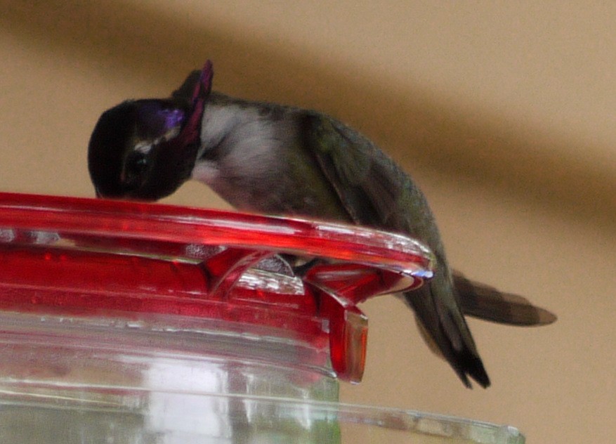 Costa's Hummingbird - ML352770041