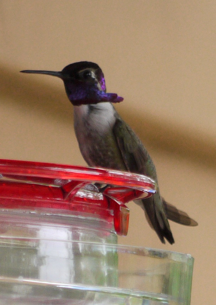 Costa's Hummingbird - C&A&C&A O'Byrne