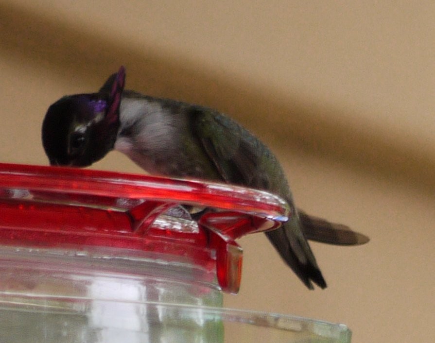 Costa's Hummingbird - ML352770071