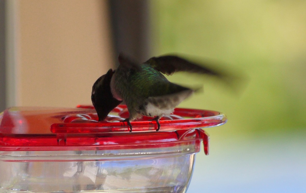 Costa's Hummingbird - ML352770471