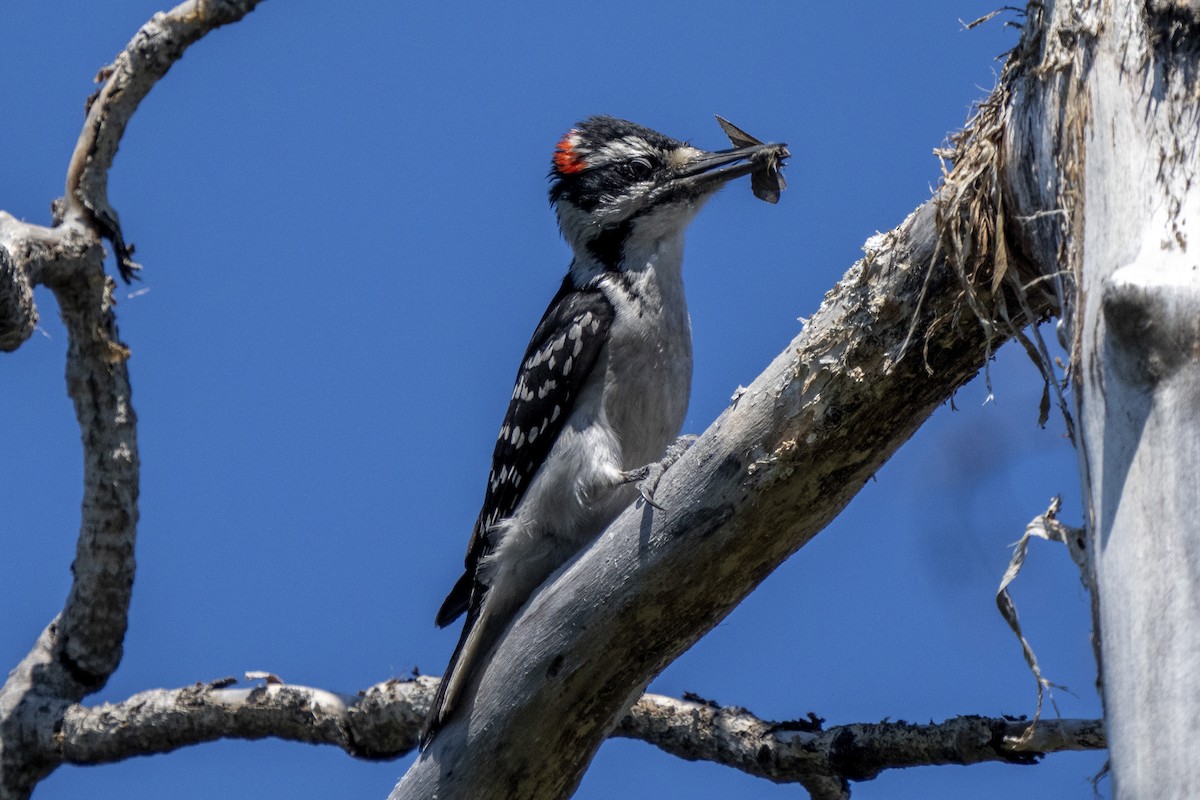 Hairy Woodpecker - ML352770741