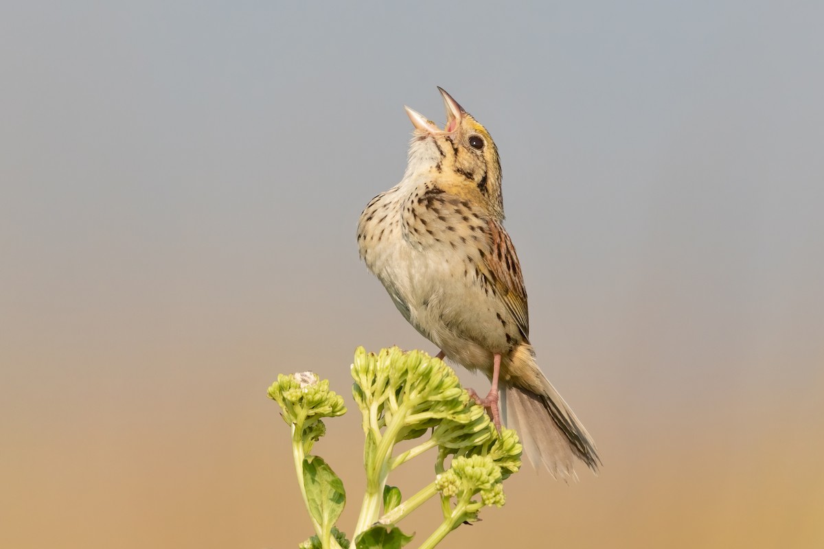 Henslow's Sparrow - Anonymous eBirber