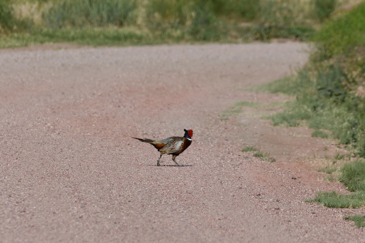 Ring-necked Pheasant - ML352771101