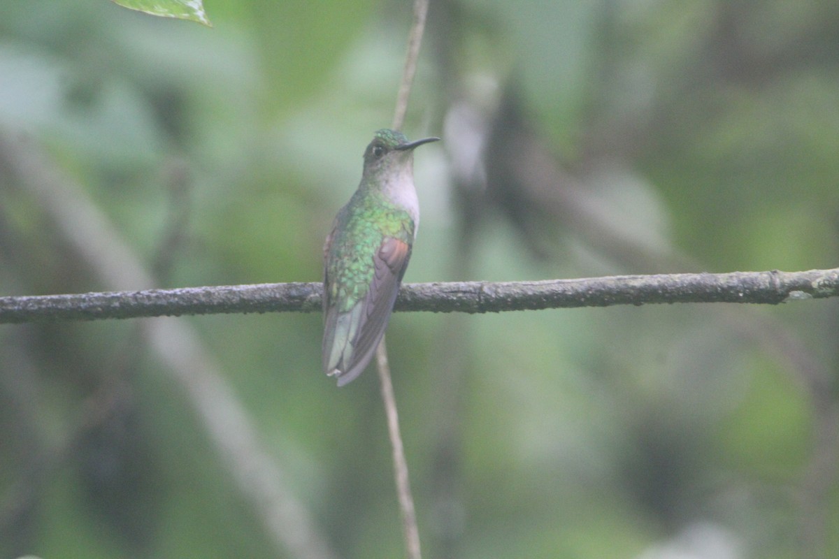 White-tailed Hummingbird - ML352771211