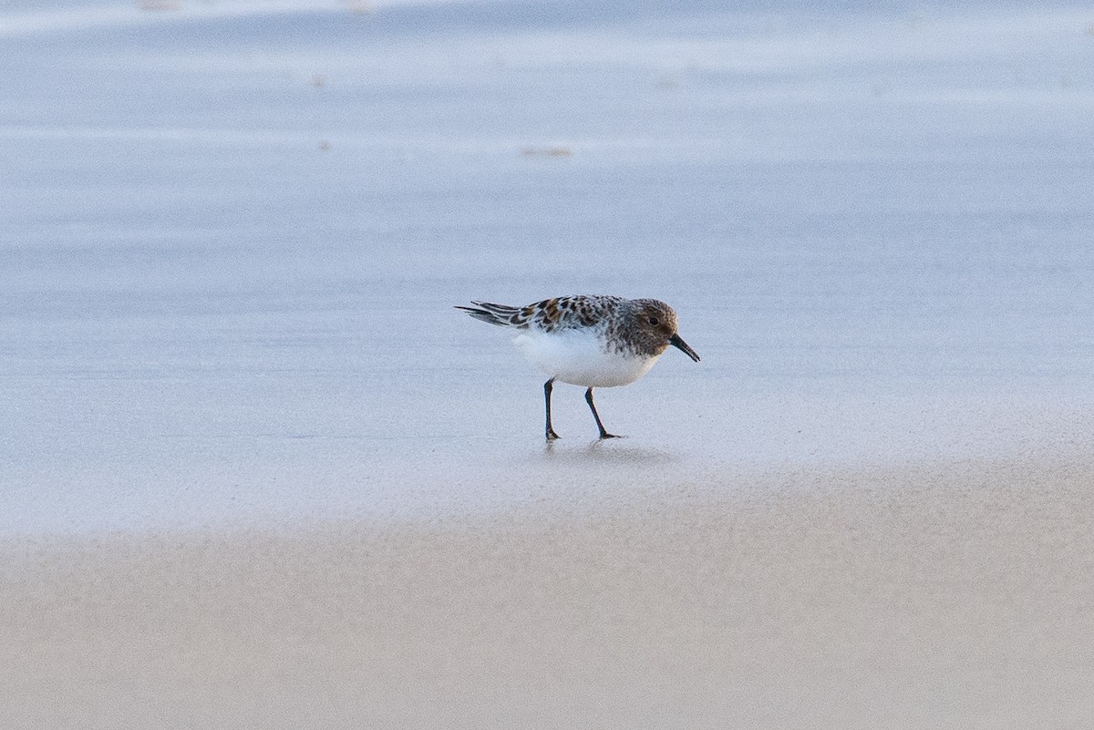 Sanderling - ML352774321