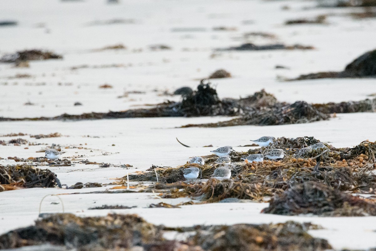 Sanderling - ML352774331