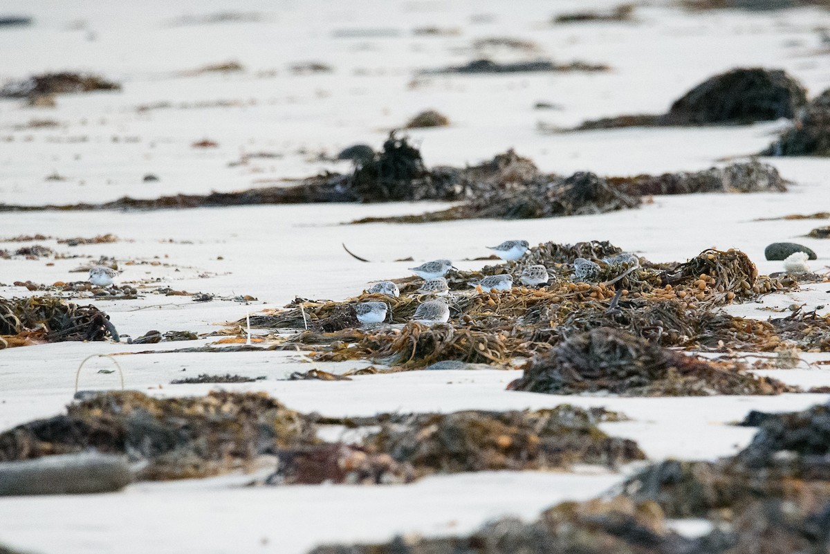 Sanderling - ML352774341