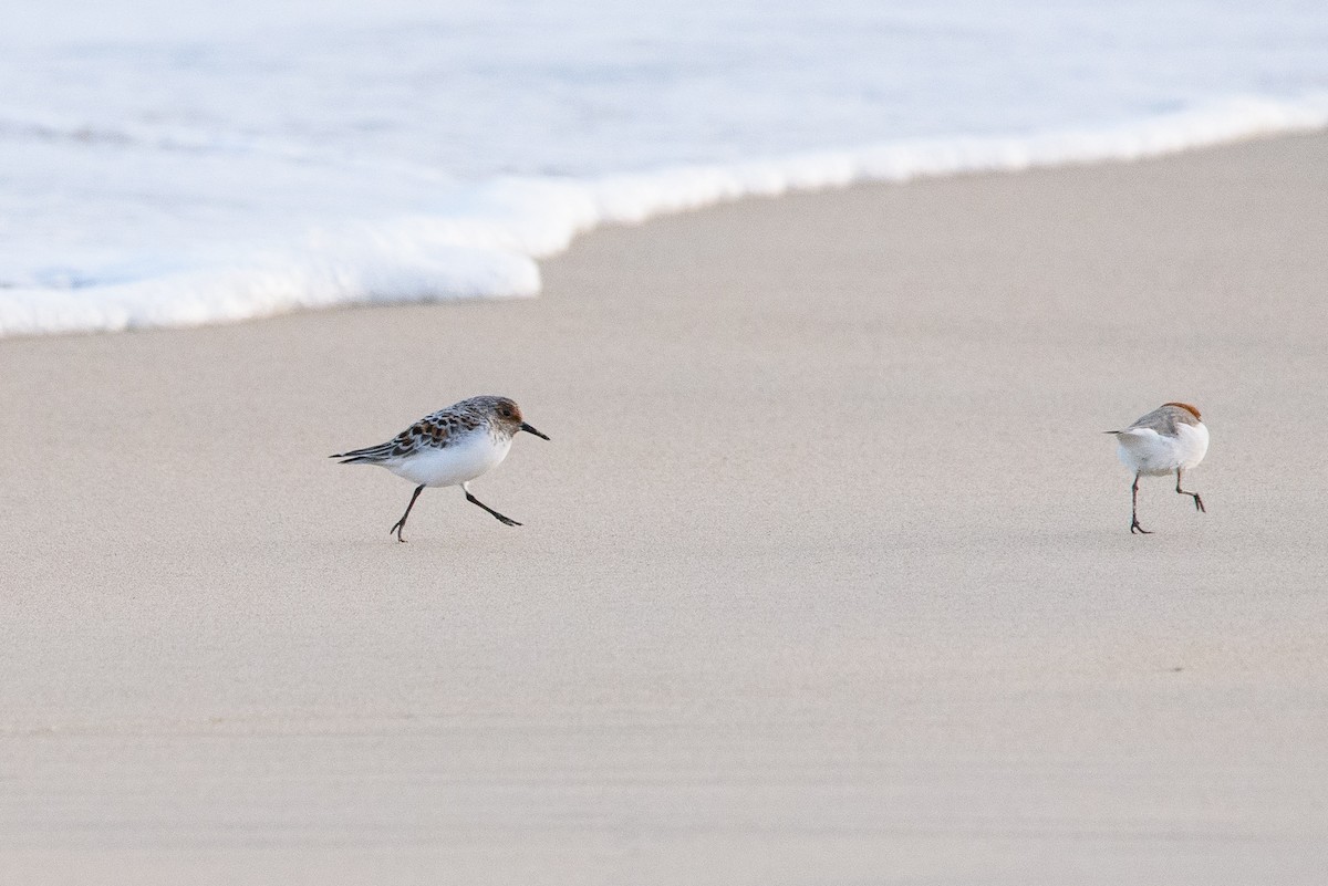 Sanderling - ML352774361