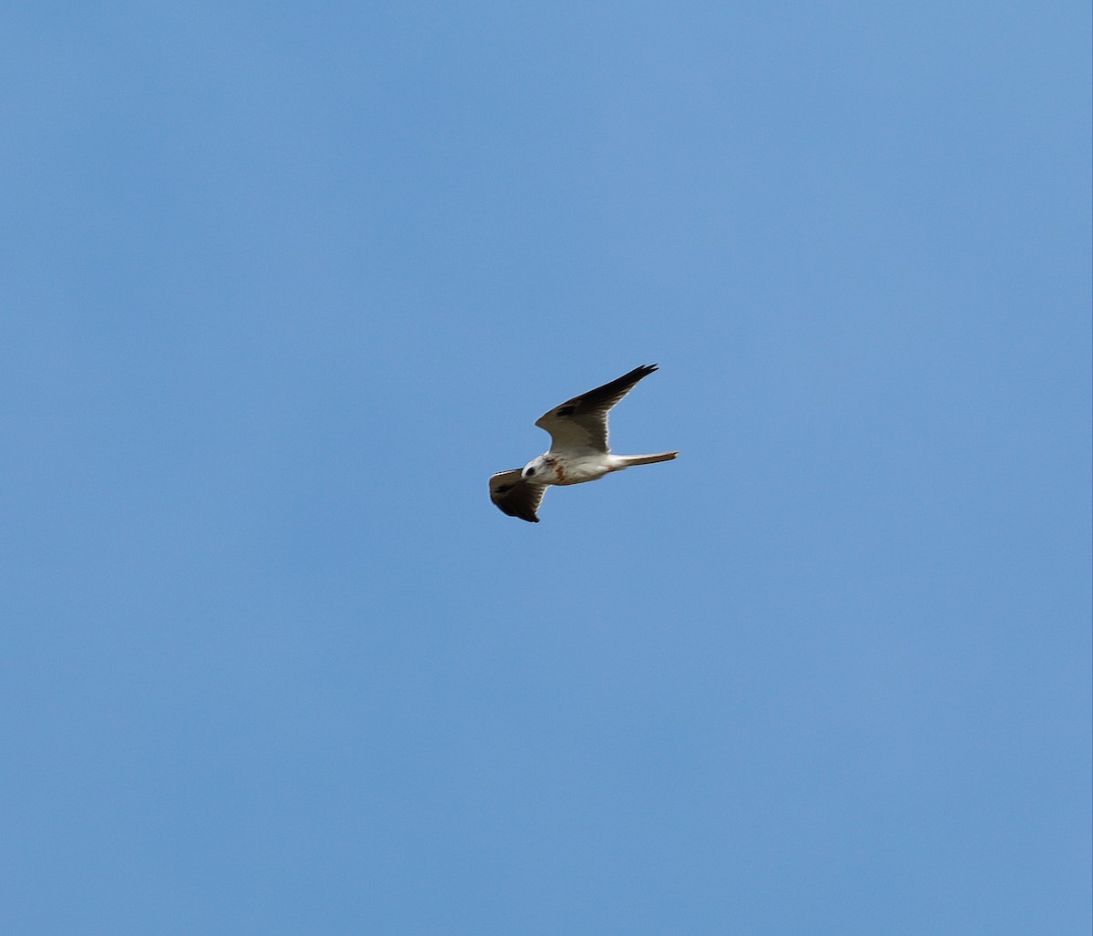 White-tailed Kite - ML35277461