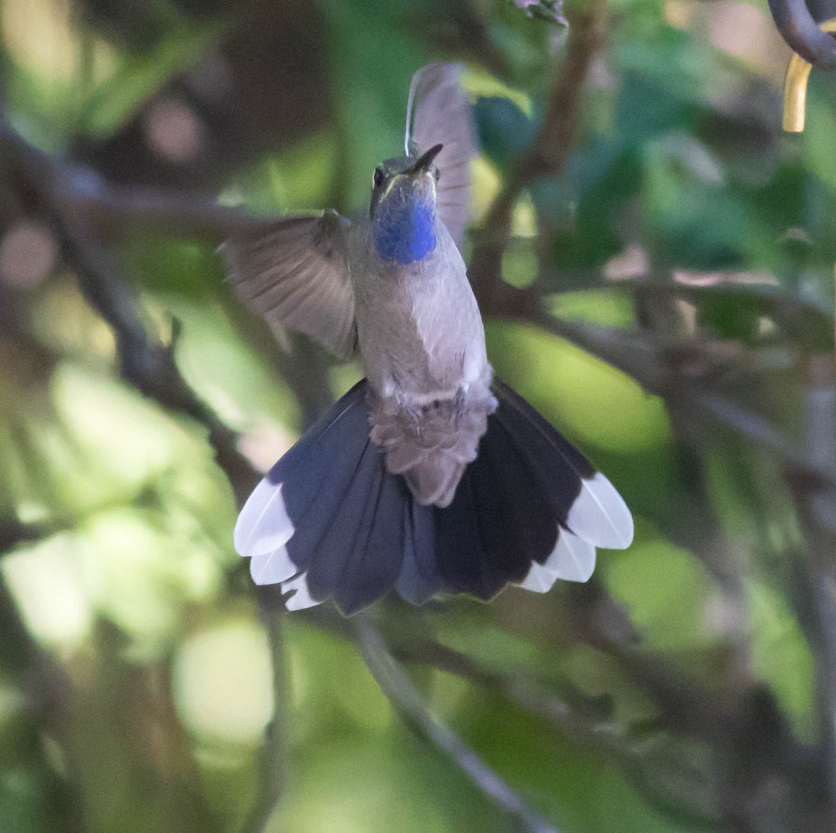 Blue-throated Mountain-gem - ML35277521