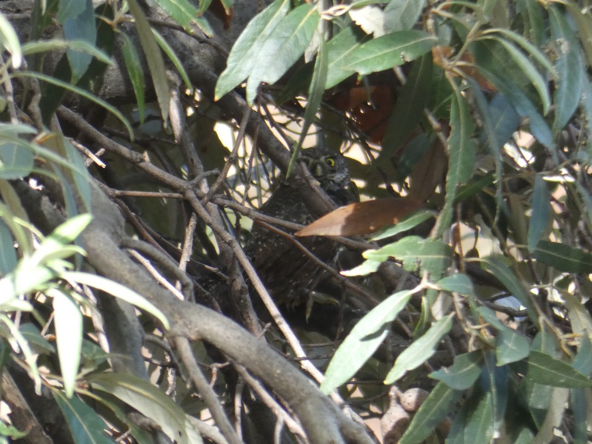 Northern Pygmy-Owl - ML352775511