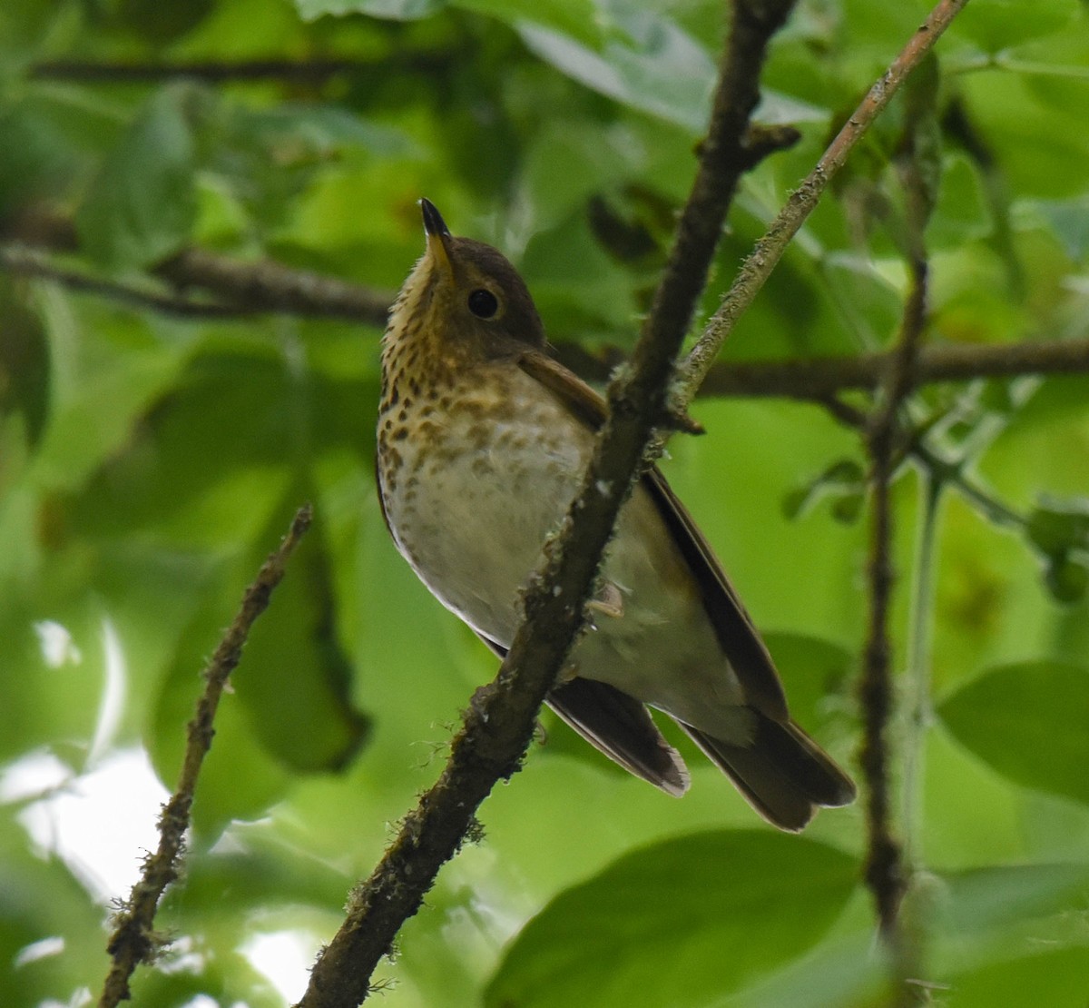 Swainson's Thrush - virginia rayburn