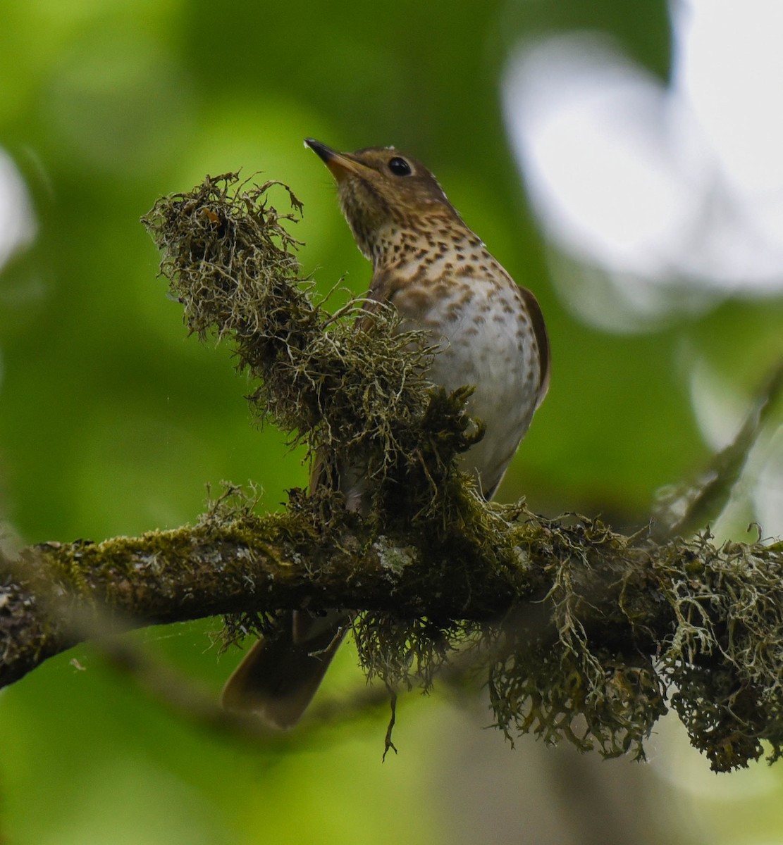 Swainson's Thrush - virginia rayburn