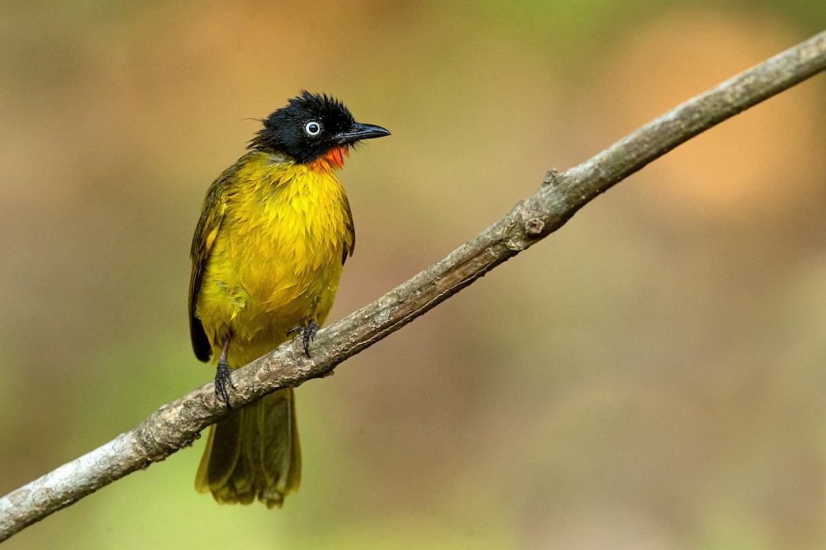 Flame-throated Bulbul - ML352779401