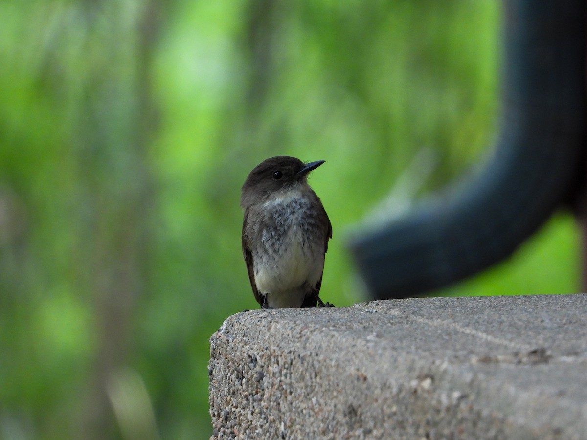 Eastern Phoebe - James Maley