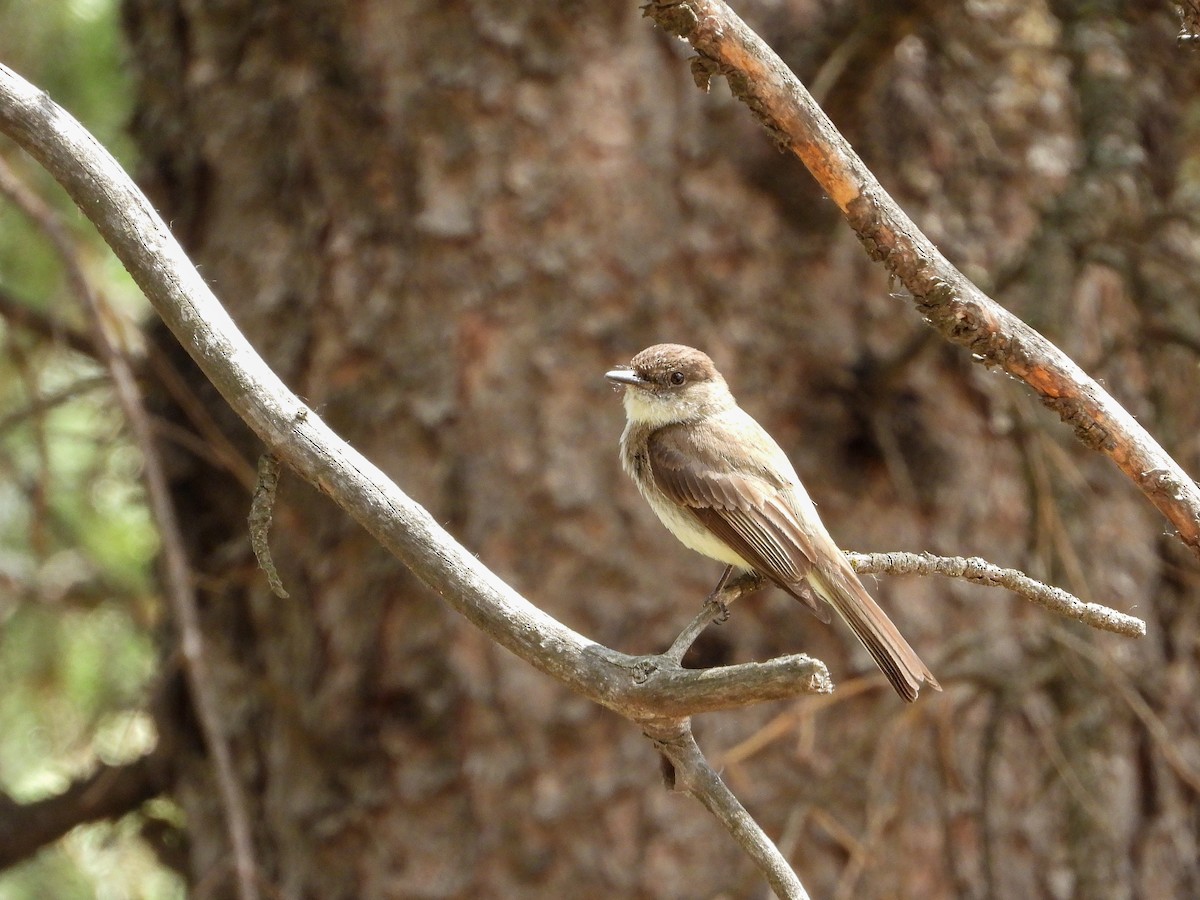 Eastern Phoebe - ML352780521