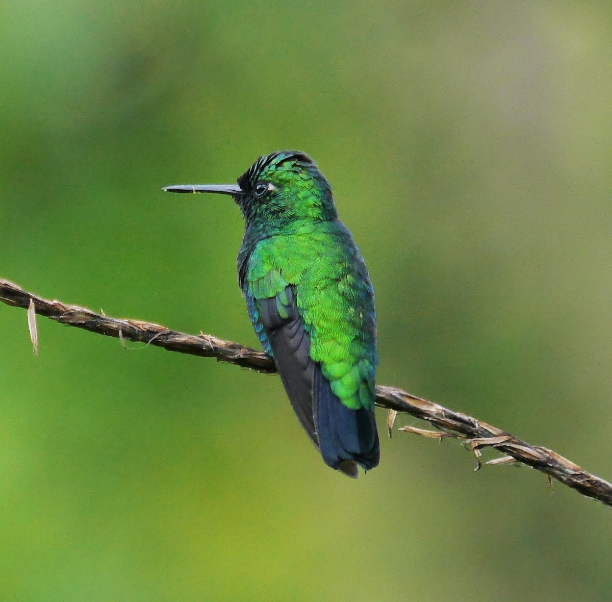 Blue-tailed Emerald - ML352780731