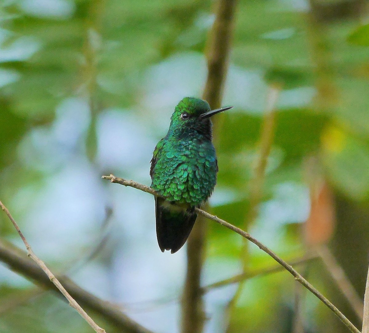 Blue-tailed Emerald - ML352780741