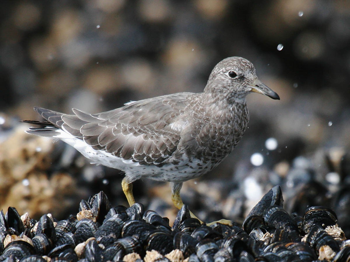 Surfbird - ML35278171