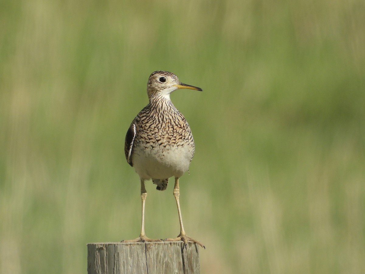 Upland Sandpiper - James Maley