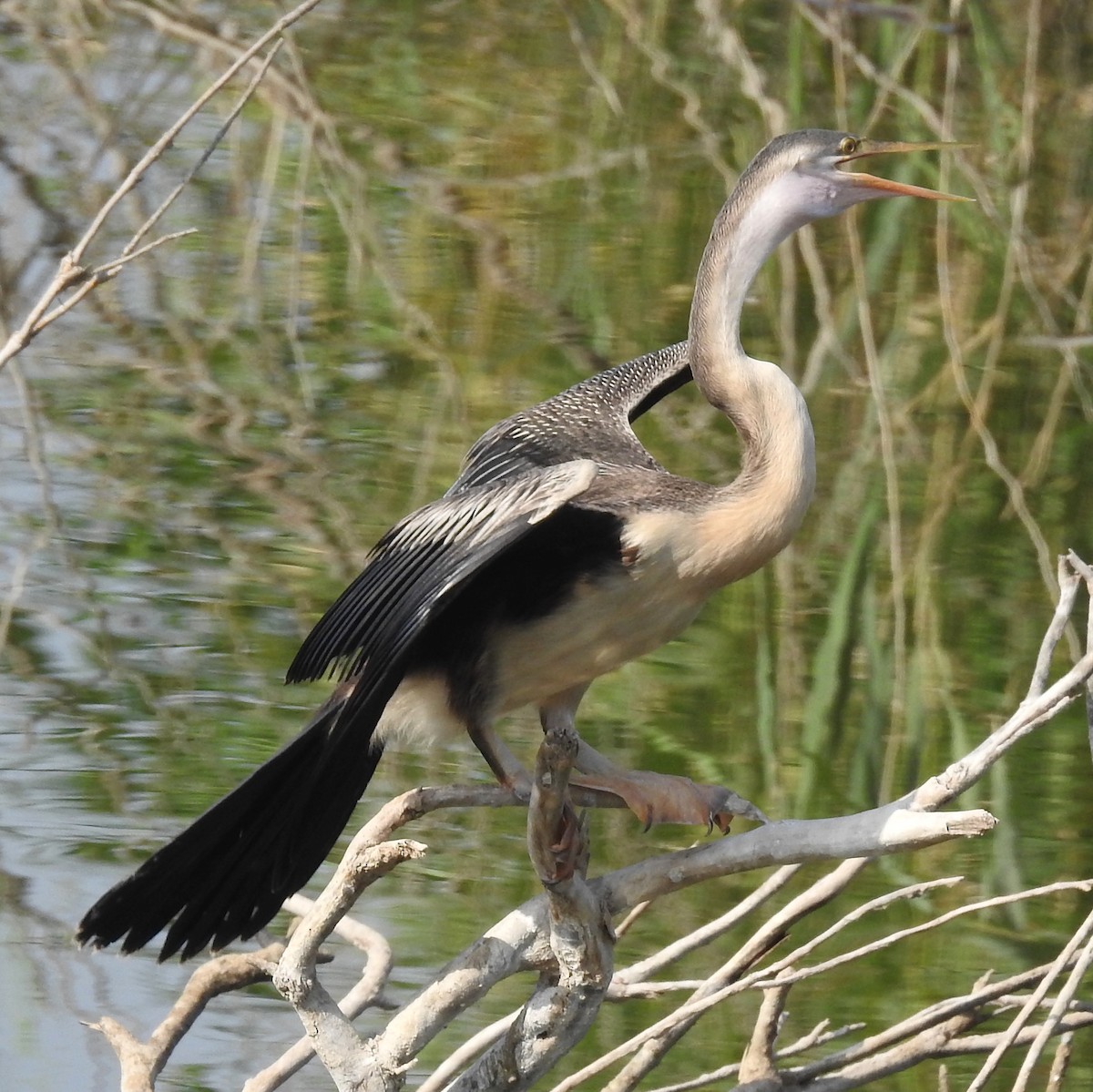 African Darter - ML352782771