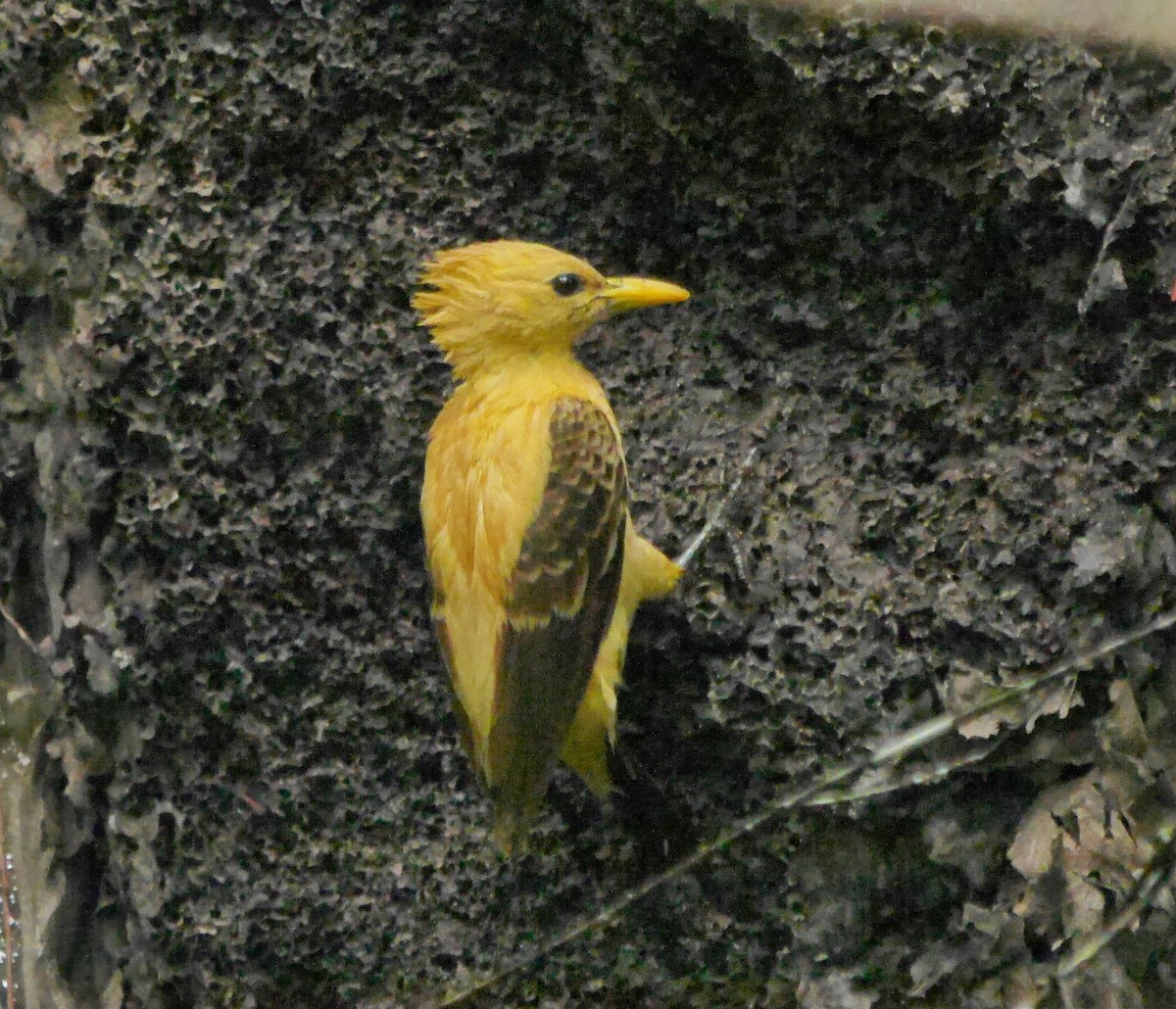 Cream-colored Woodpecker - David Diller