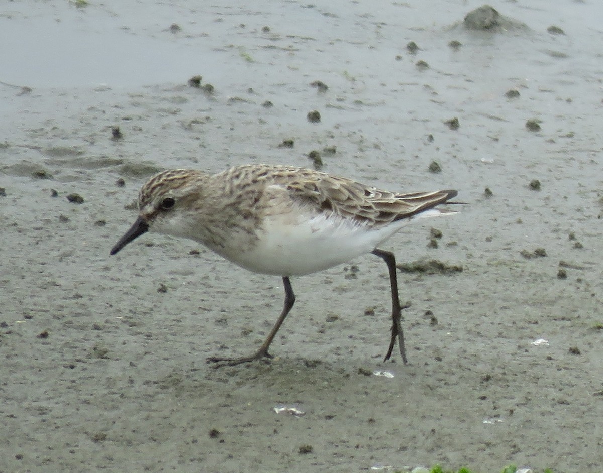 Semipalmated Sandpiper - Noah Arthur