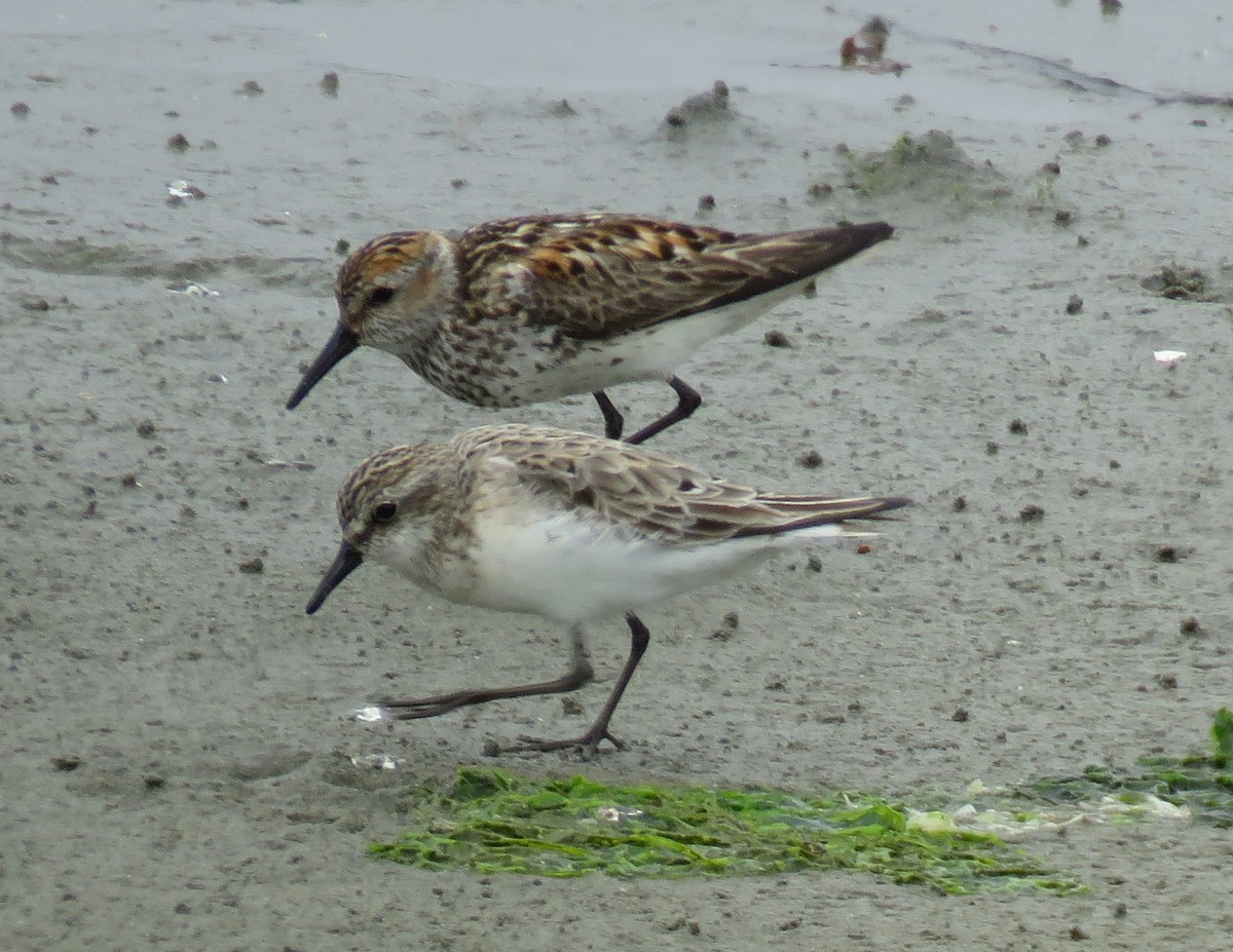 Semipalmated Sandpiper - Noah Arthur