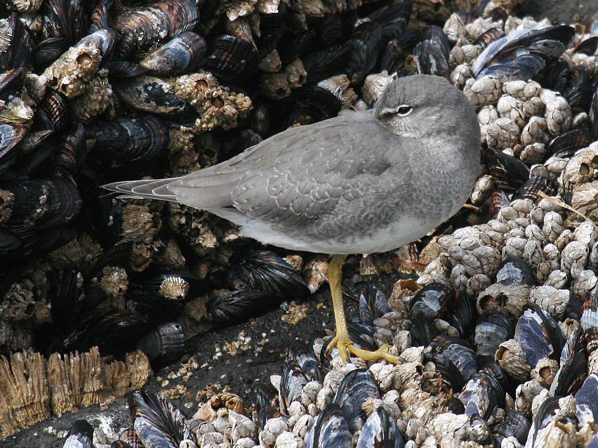 Wandering Tattler - ML35278451