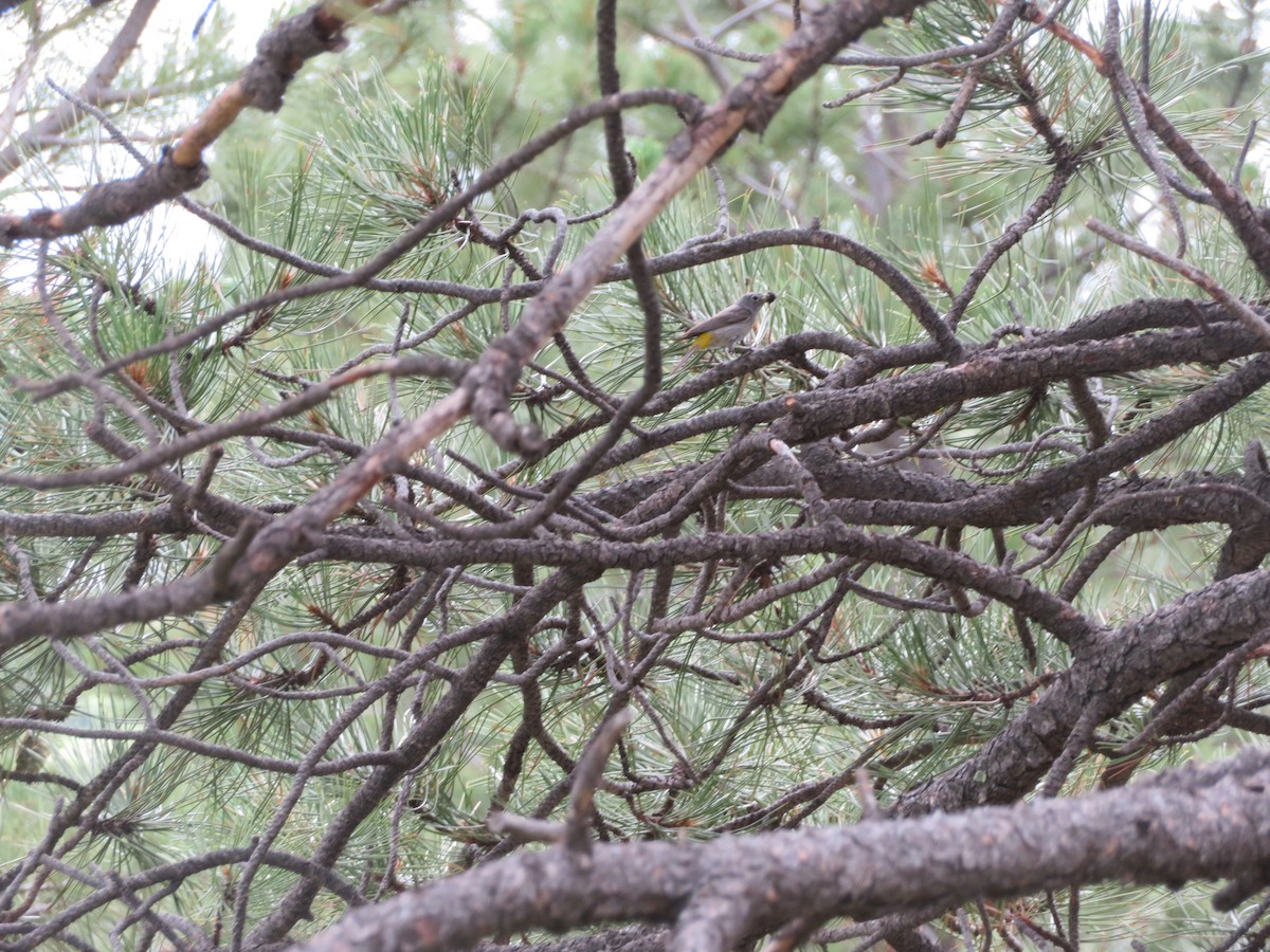 Virginia's Warbler - ML352784851