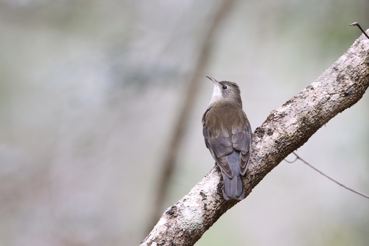 White-throated Treecreeper - ML352785321