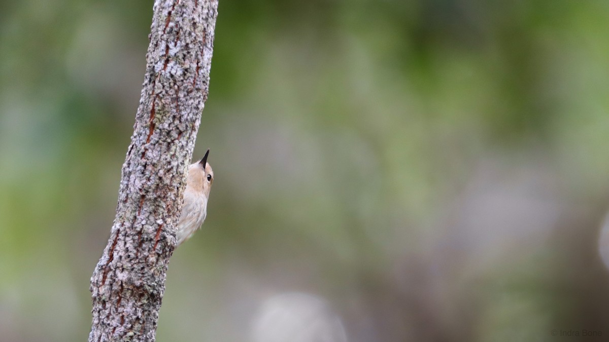 Large-billed Scrubwren - ML352785331