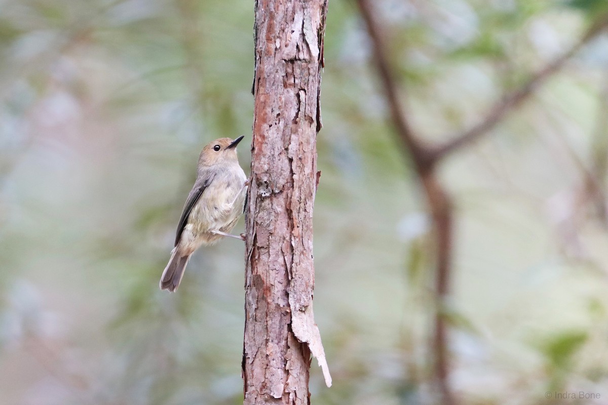 Large-billed Scrubwren - ML352785381