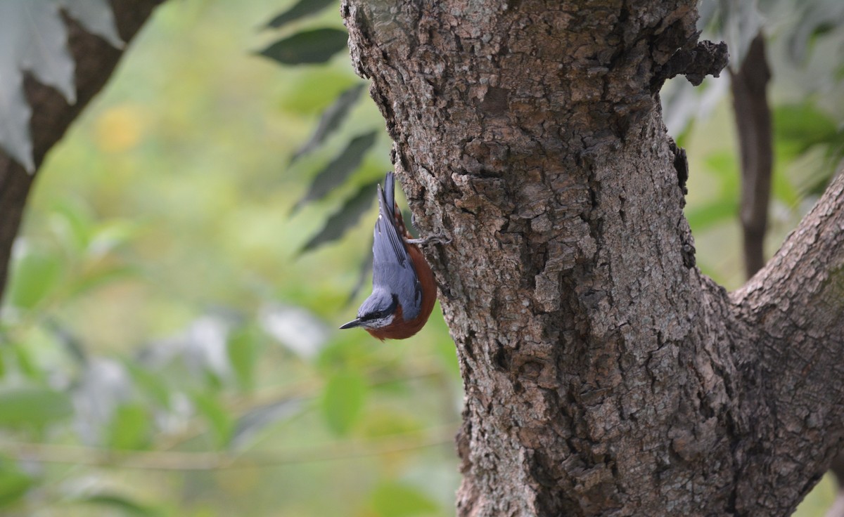 Chestnut-bellied Nuthatch - S Prasanth Narayanan