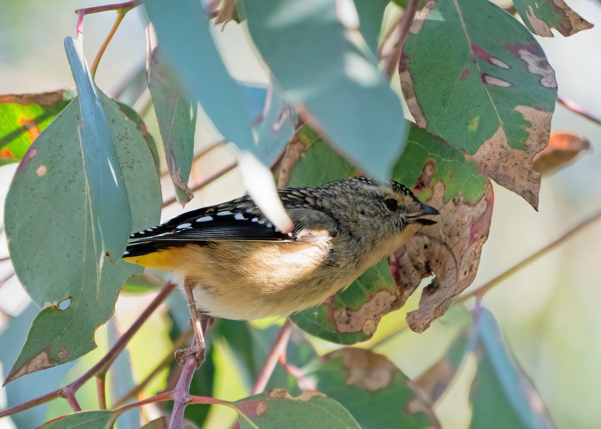 Pardalote Moteado - ML352786141