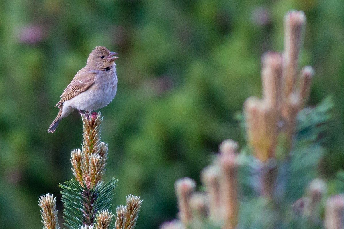 Common Rosefinch - ML352790031